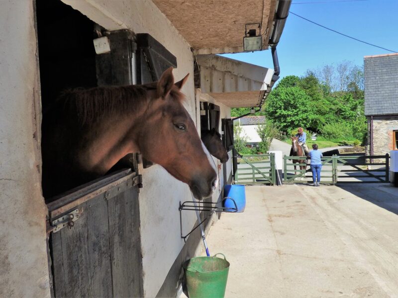 Horses Stables and Grazing