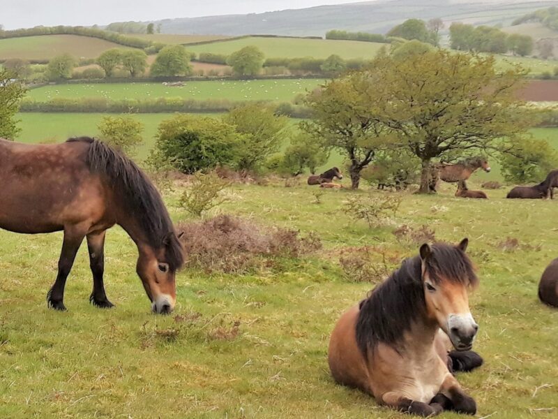 The horses are relaxed while grazing