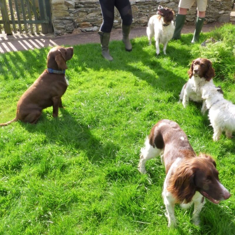Dogs at court farm