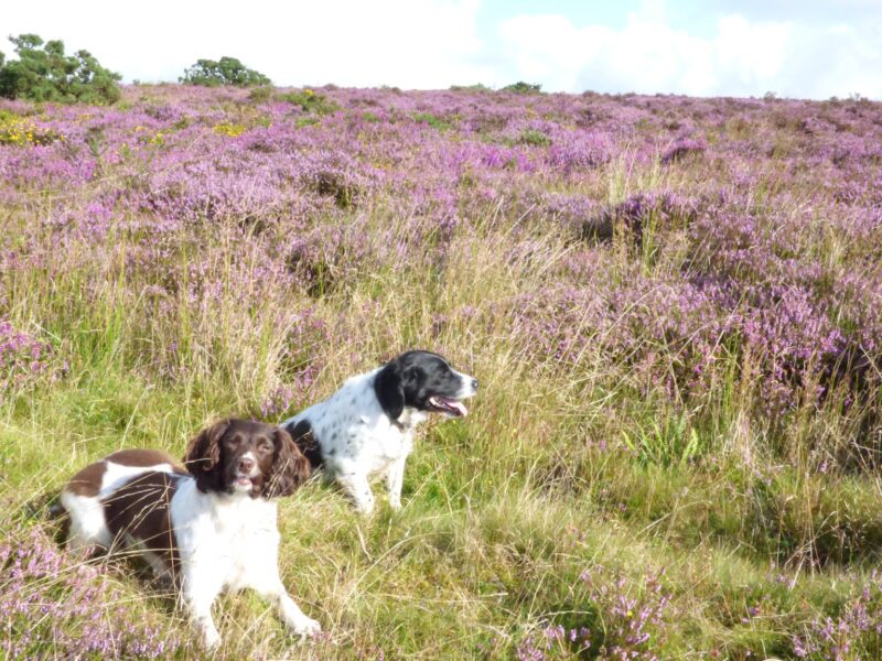 Dogs at court farm