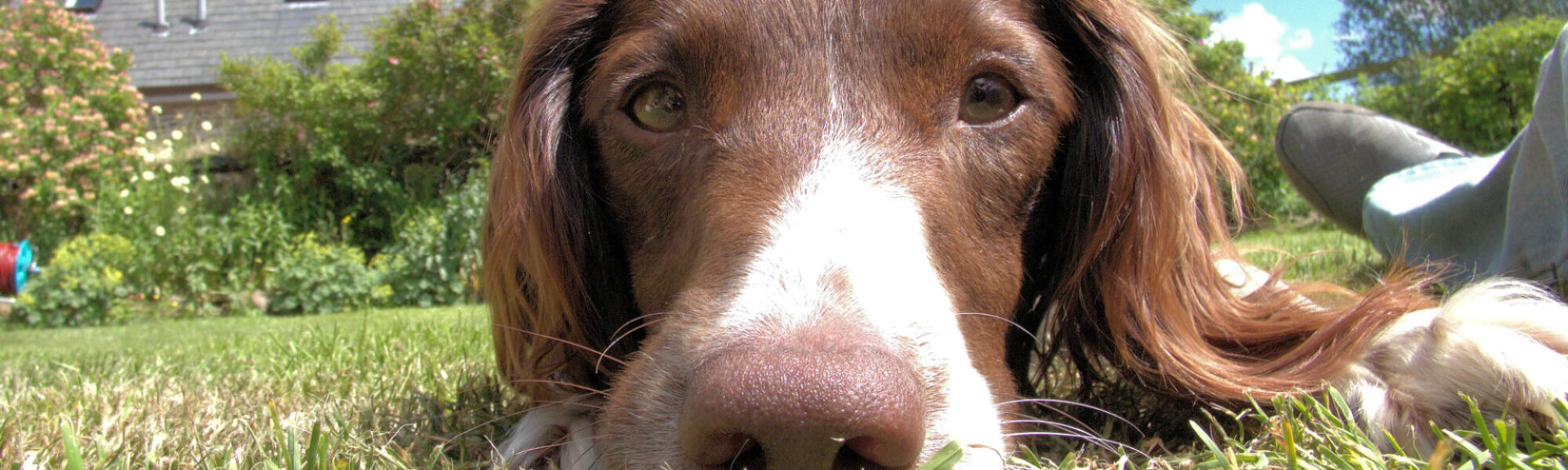 banner dogs