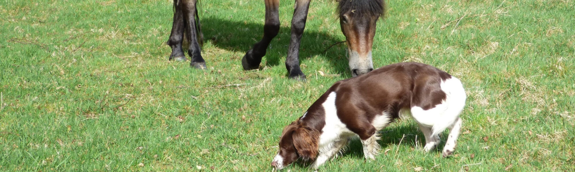 banner dogs and horses